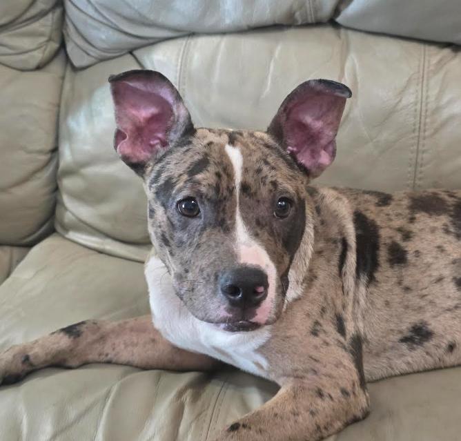 Beans, a ADOPTABLE mixed breed in Chicago, IL image 3/6