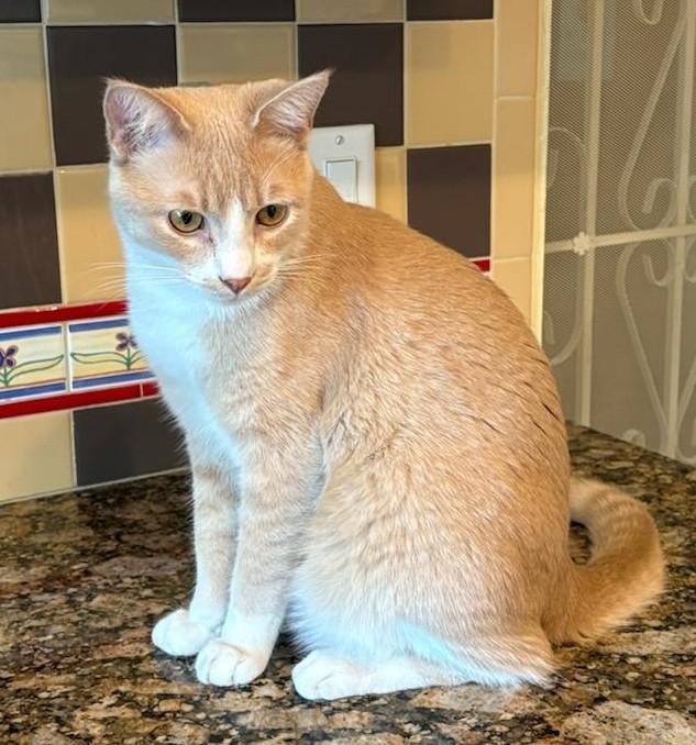 MEEP