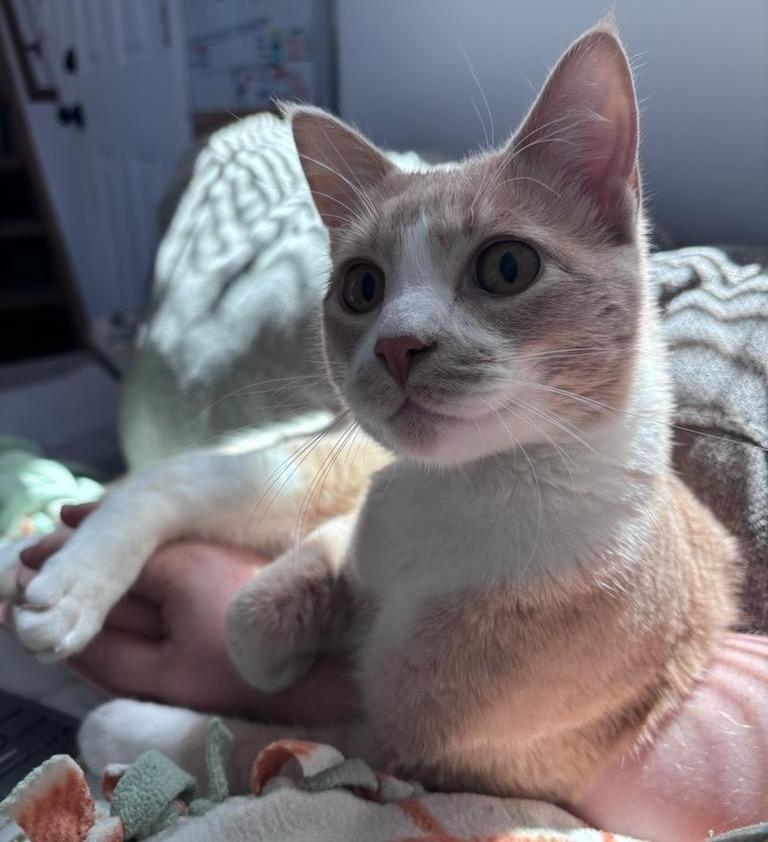MEEP