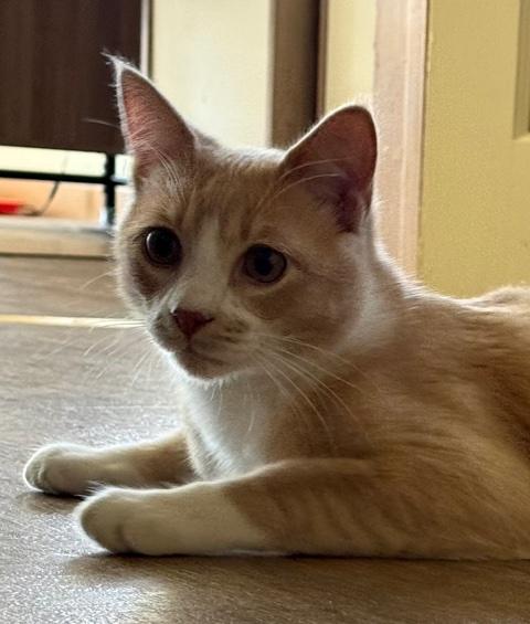 MEEP