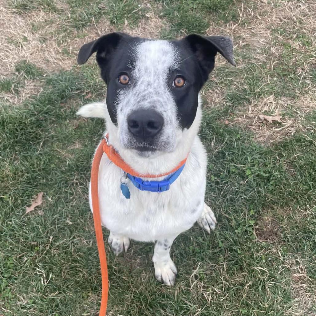 Enlarge Ziggy, a Adoptable mixed breed in Springfield, MO image 2/6