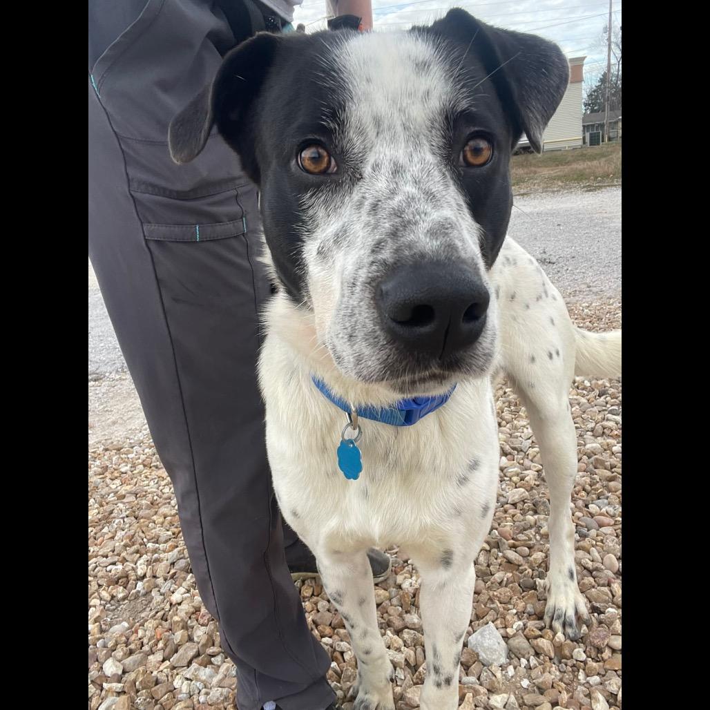 Enlarge Ziggy, a Adoptable mixed breed in Springfield, MO image 3/6