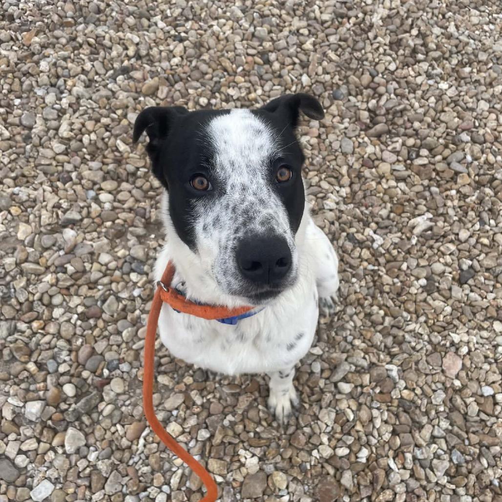 Enlarge Ziggy, a Adoptable mixed breed in Springfield, MO image 4/6