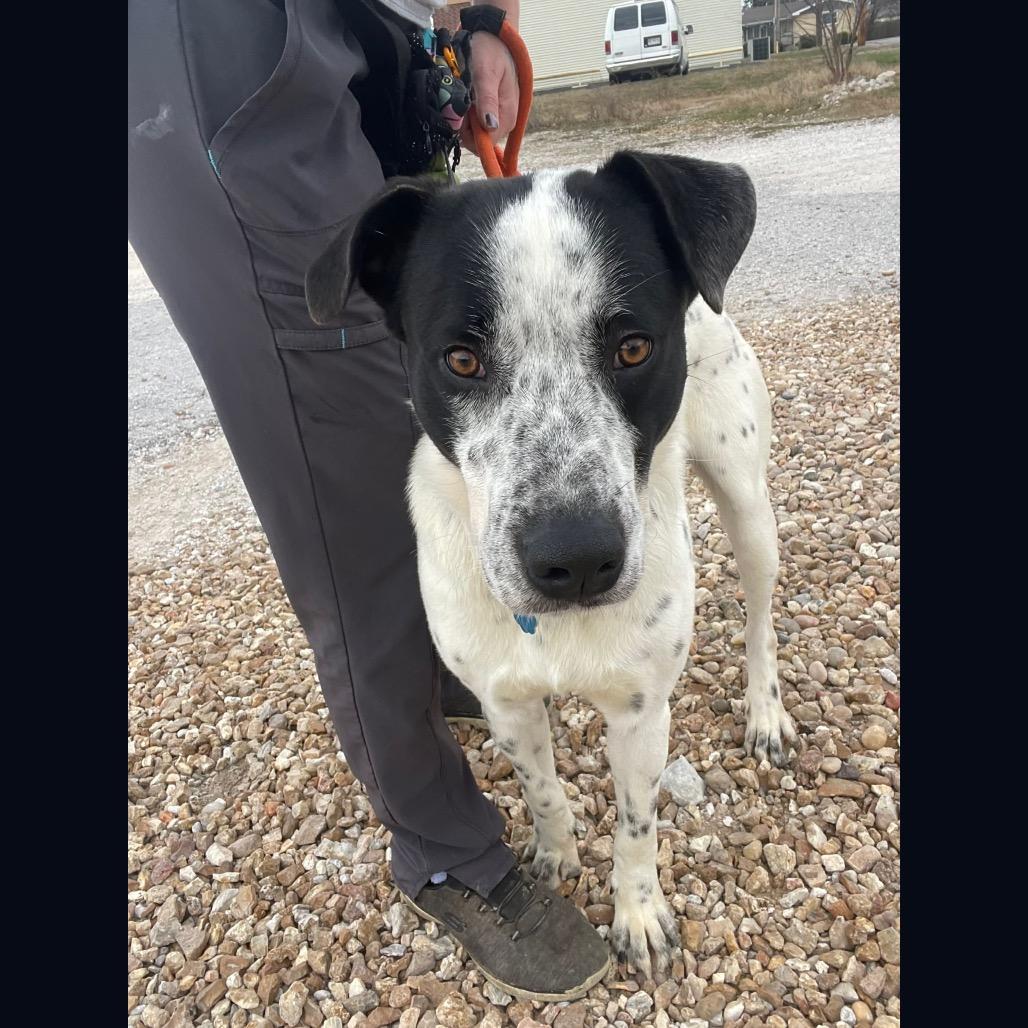 Enlarge Ziggy, a Adoptable mixed breed in Springfield, MO image 5/6