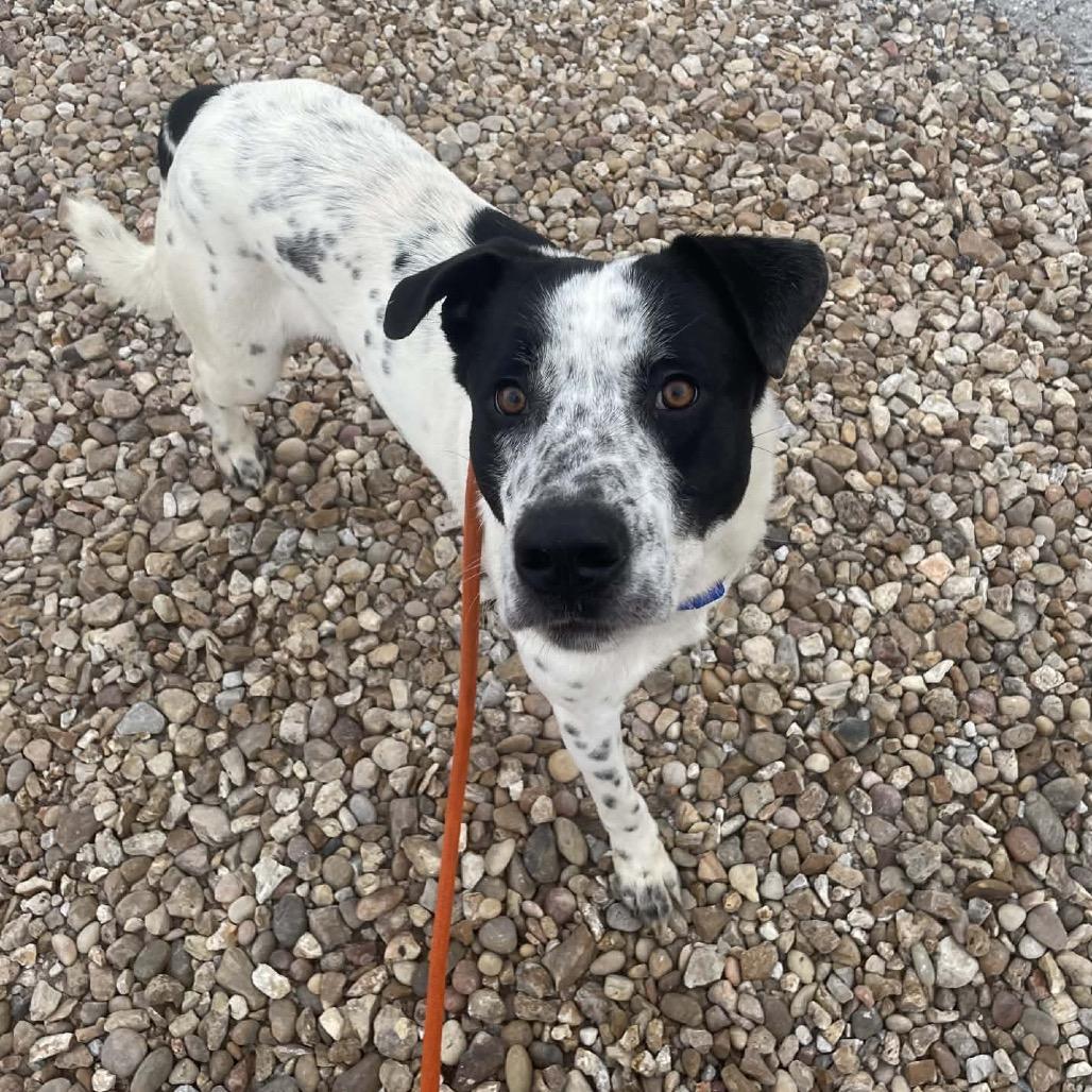 Enlarge Ziggy, a Adoptable mixed breed in Springfield, MO image 6/6