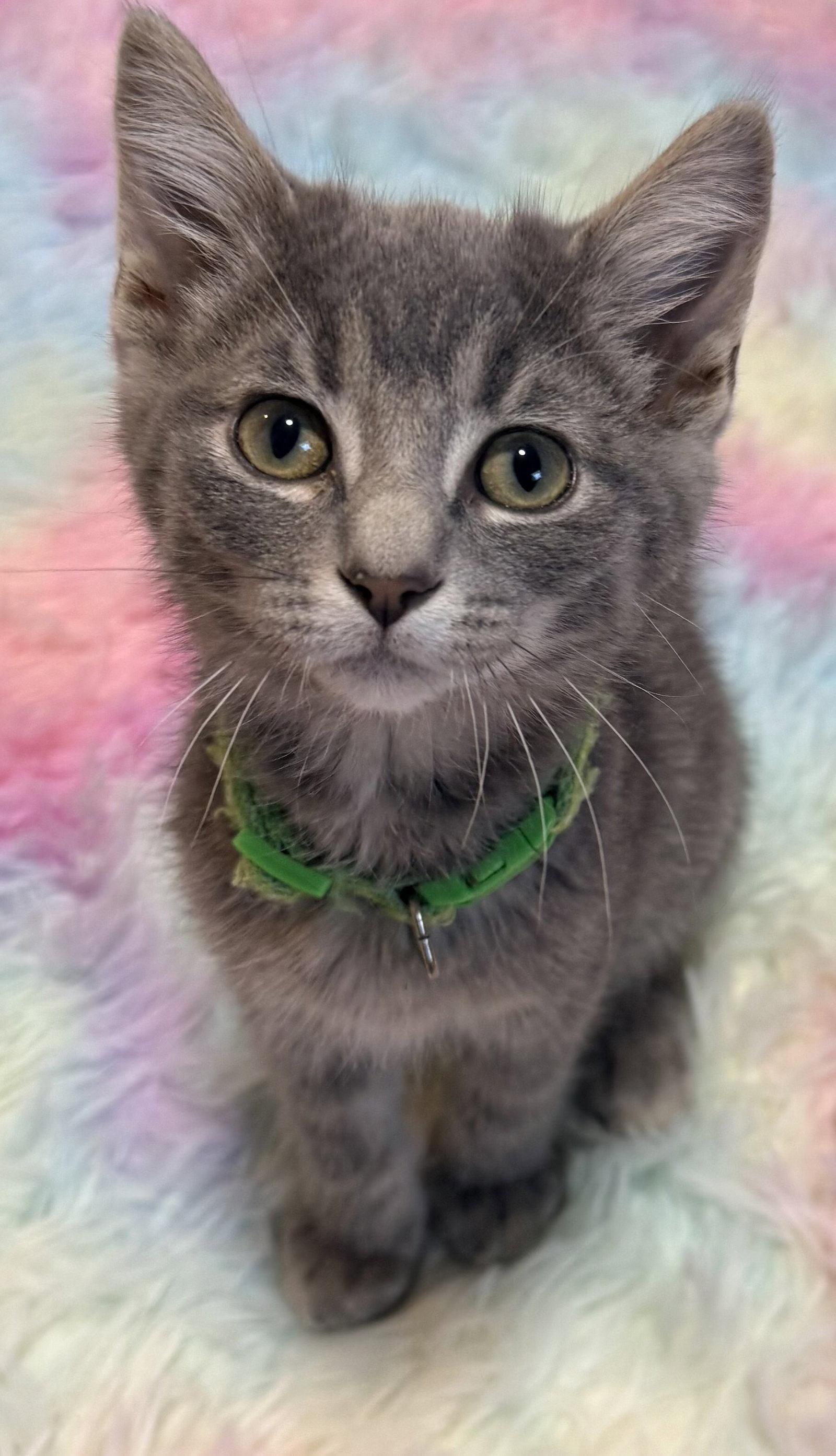 Pavement, Adopted, Kitten Male Domestic Short Hair.