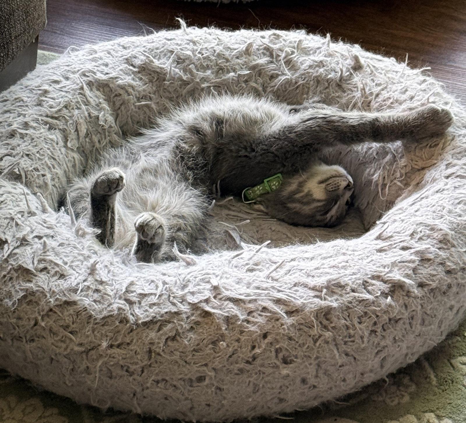 Pavement, a Adopted Domestic Short Hair in Forest Lake, MN image 2/3