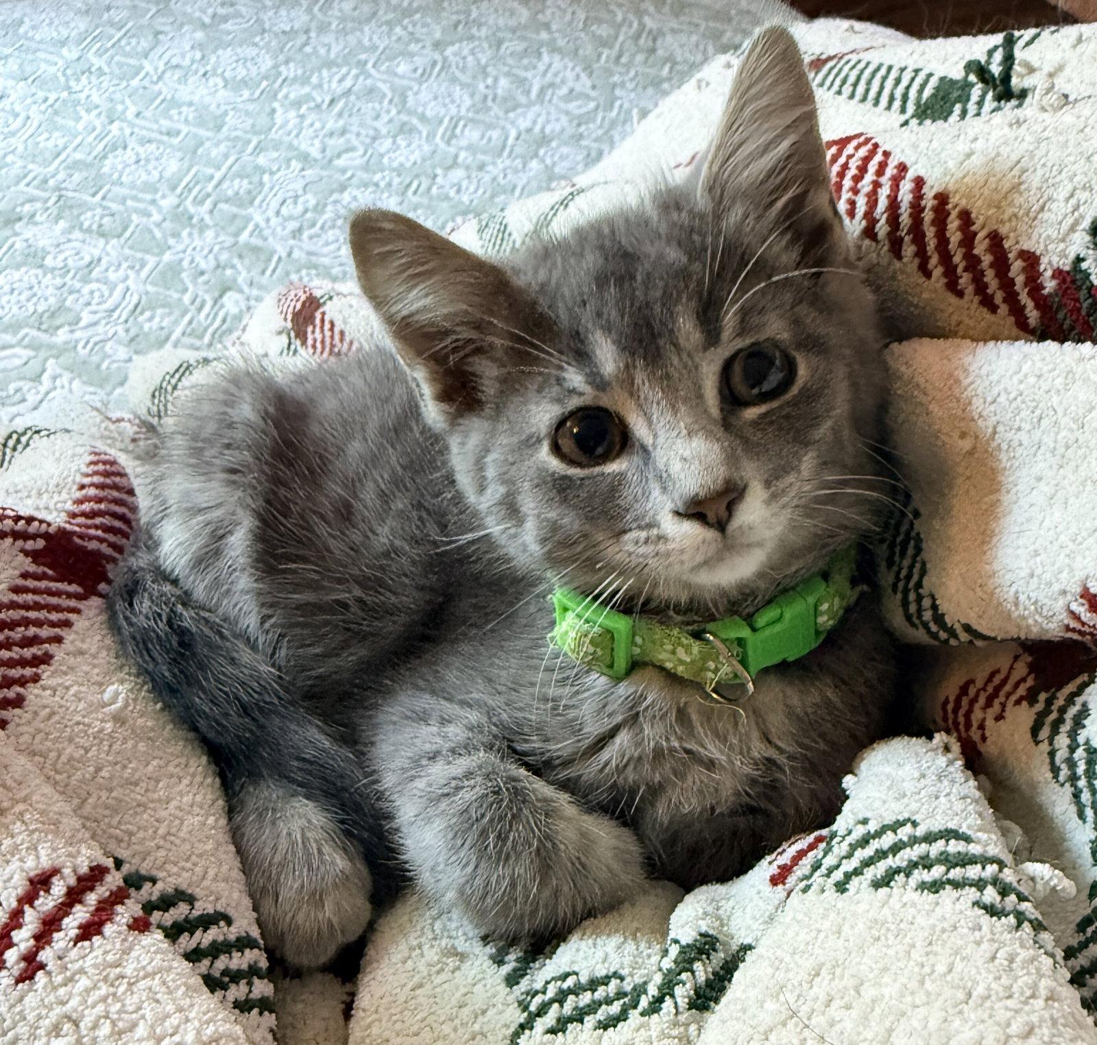 Pavement, a Adopted Domestic Short Hair in Forest Lake, MN image 3/3