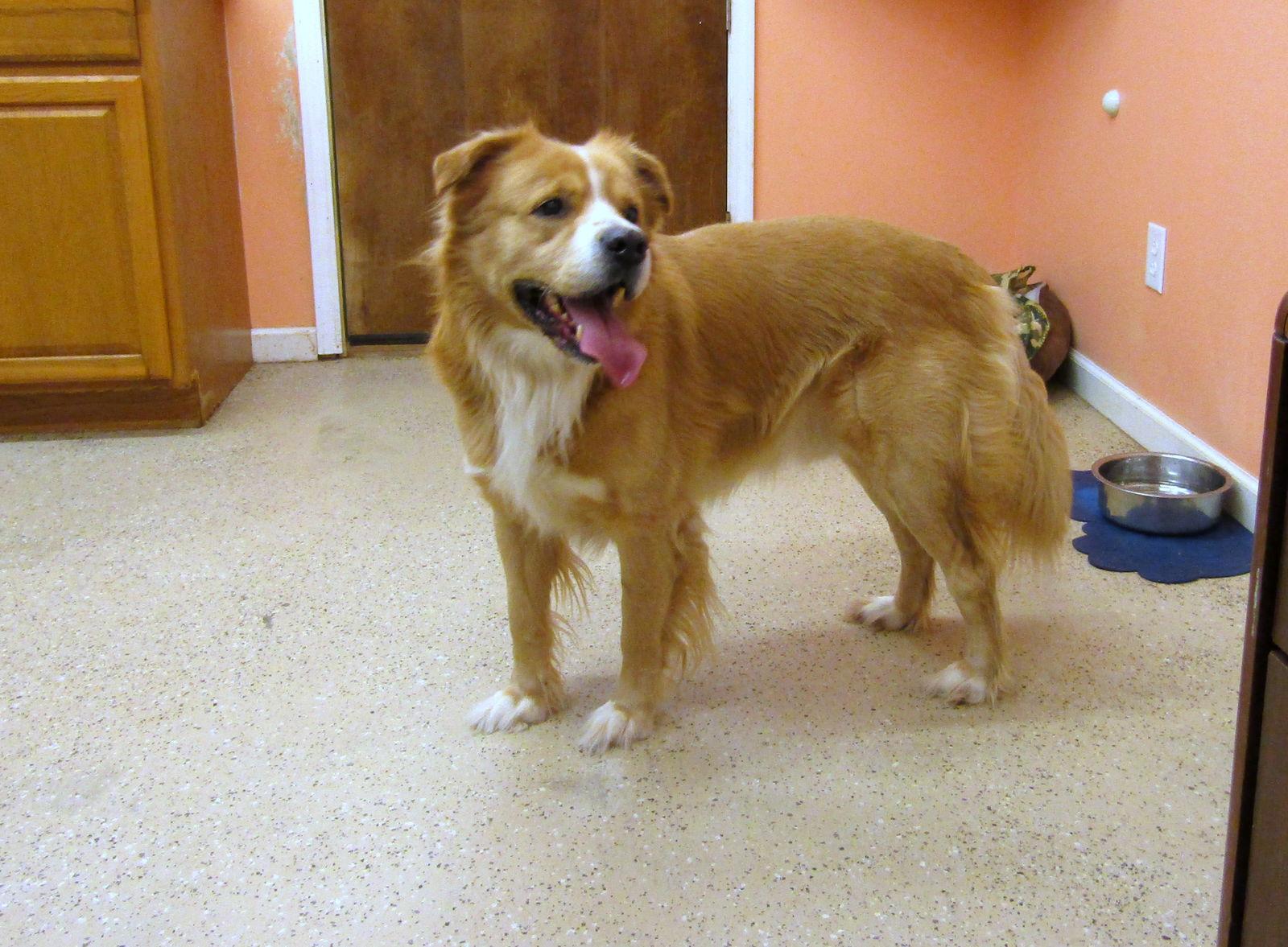 Enlarge Kaiser, a Adoptable mixed breed in York, SC image 1/3