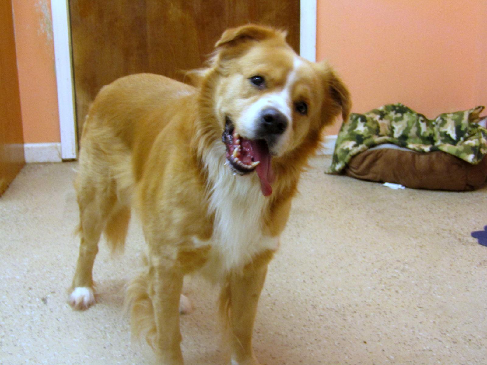 Enlarge Kaiser, a Adoptable mixed breed in York, SC image 1/3