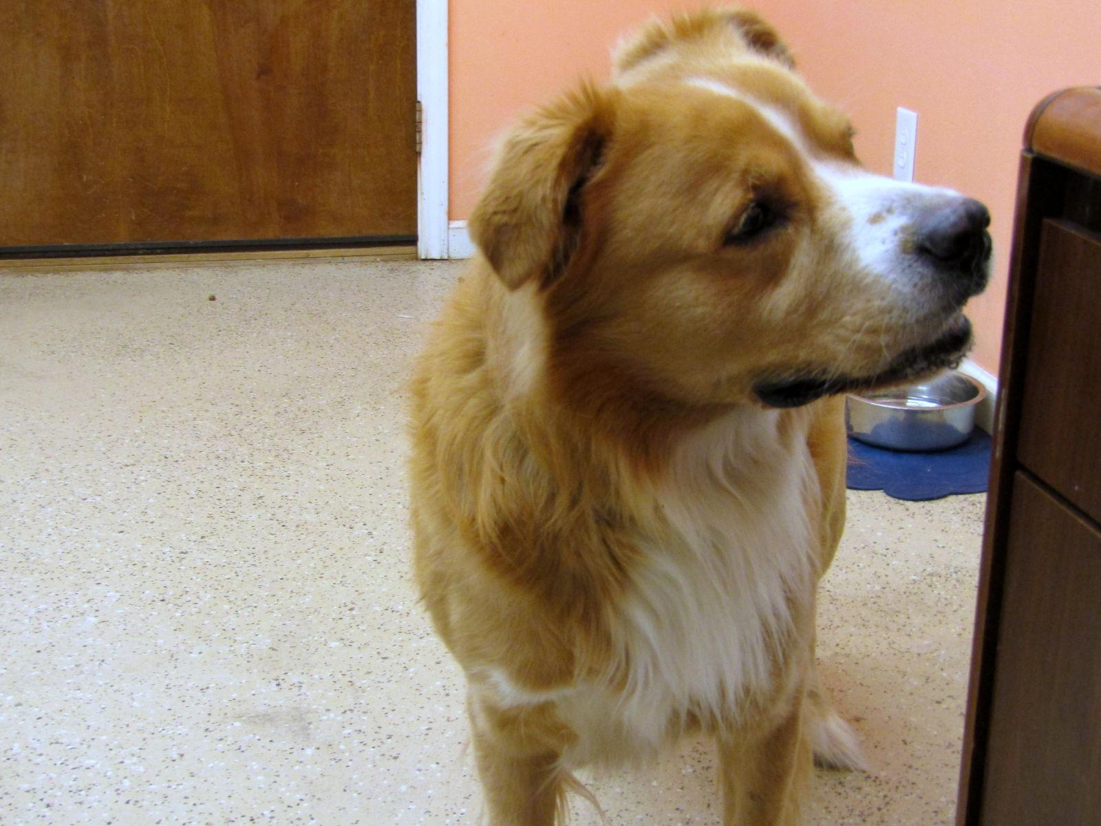 Enlarge Kaiser, a Adoptable mixed breed in York, SC image 3/3