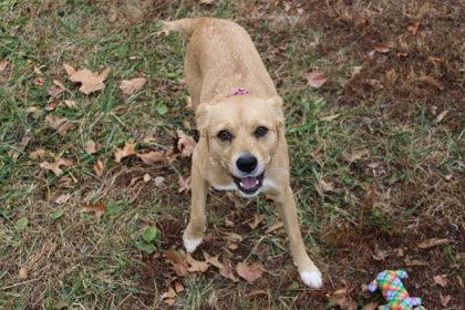 Enlarge Tic Tac, a Adoptable mixed breed in Kansas City, MO image 1/3