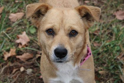 Enlarge Tic Tac, a Adoptable mixed breed in Kansas City, MO image 2/3