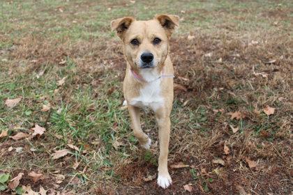 Enlarge Tic Tac, a Adoptable mixed breed in Kansas City, MO image 3/3