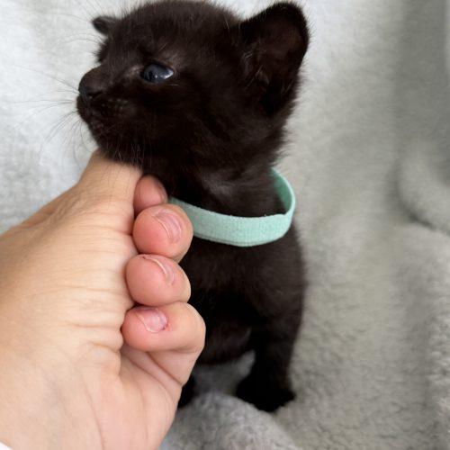 Leroy, Adoptable, Kitten Male Domestic Short Hair.