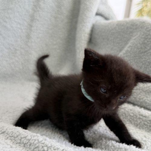 Leroy, a Adoptable Domestic Short Hair in Plantation, FL image 2/6