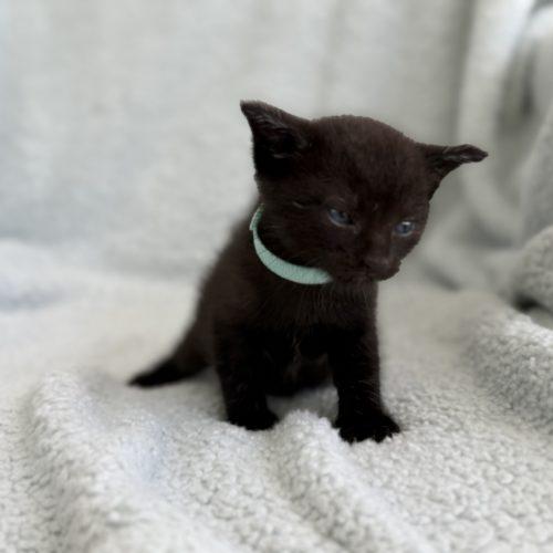 Leroy, a Adoptable Domestic Short Hair in Plantation, FL image 3/6