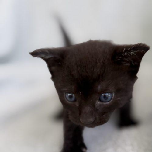 Leroy, a Adoptable Domestic Short Hair in Plantation, FL image 4/6