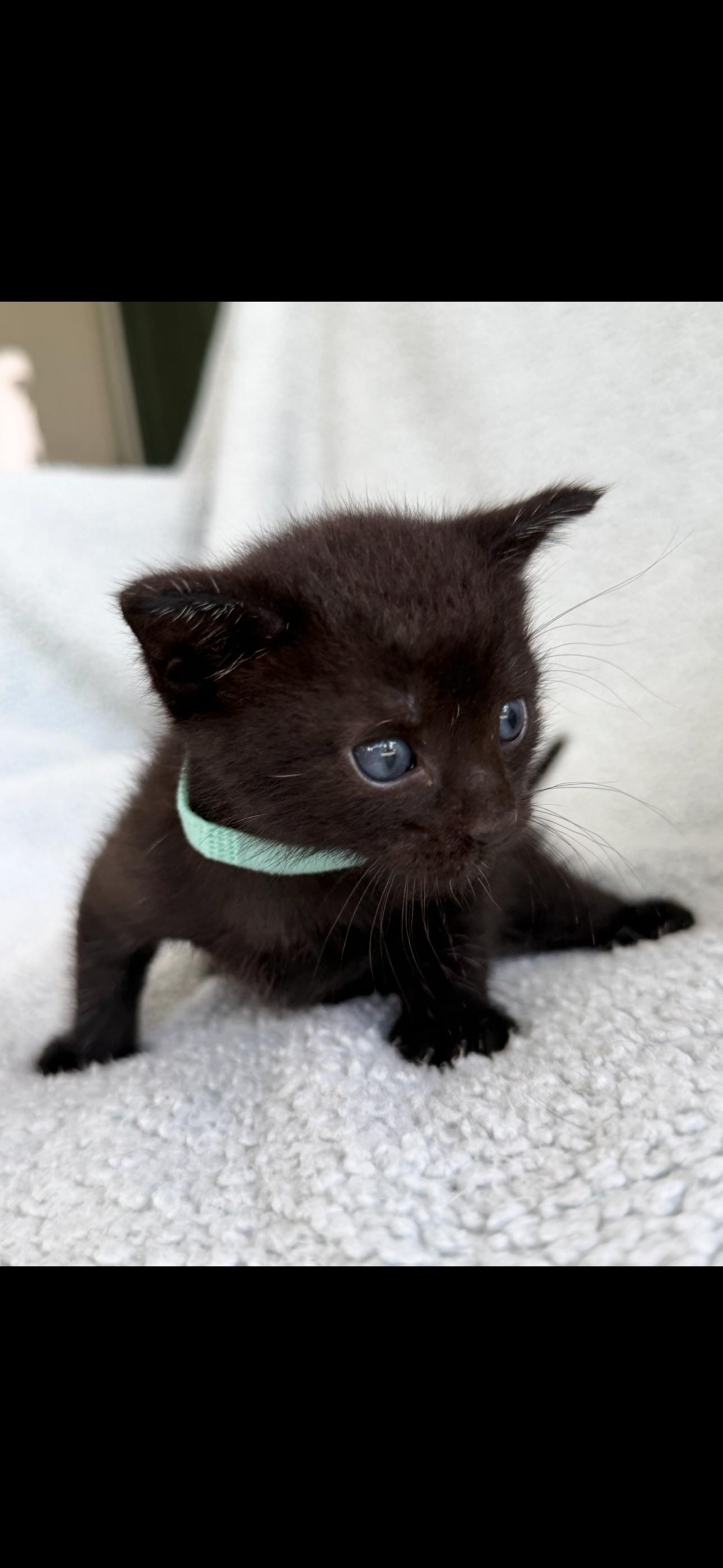 Leroy, a Adoptable Domestic Short Hair in Plantation, FL image 6/6