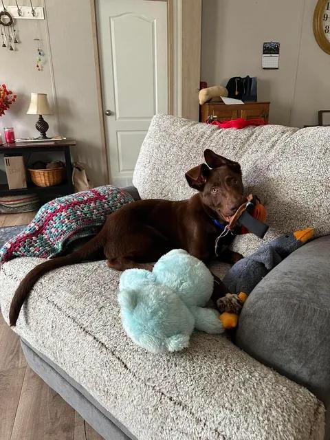 Trooper, a ADOPTABLE mixed breed in Kennebunk , ME image 5/6