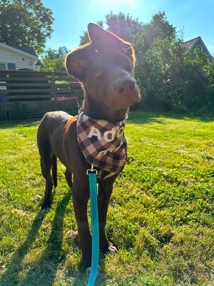 Trooper, a ADOPTABLE mixed breed in Kennebunk , ME image 6/6