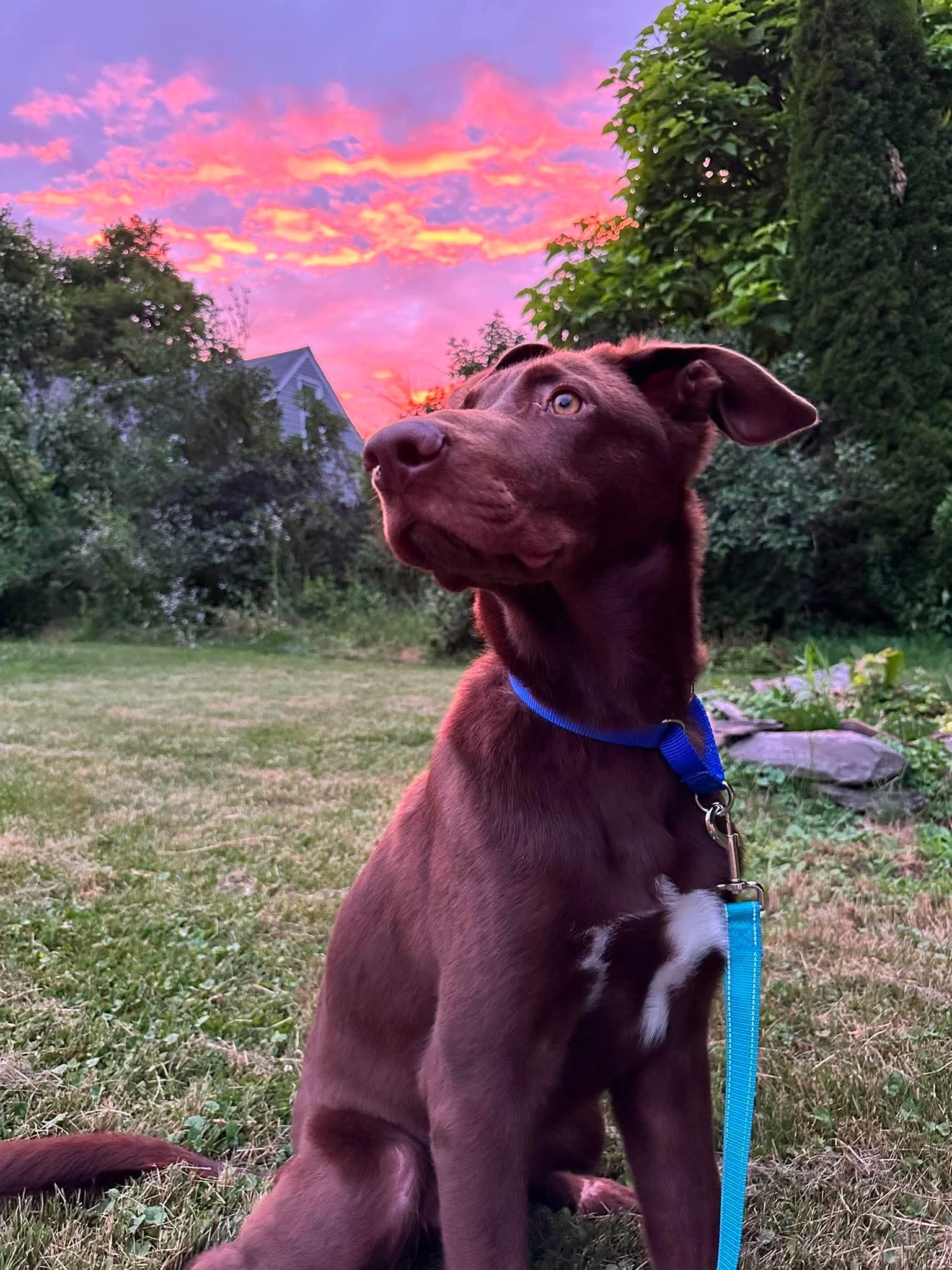 Trooper, a ADOPTABLE mixed breed in Kennebunk , ME image 1/6