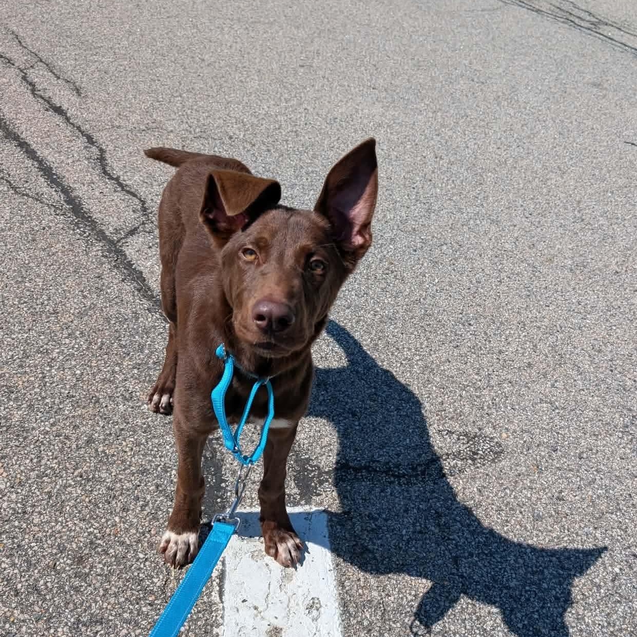 Trooper, a ADOPTABLE mixed breed in Kennebunk , ME image 4/6