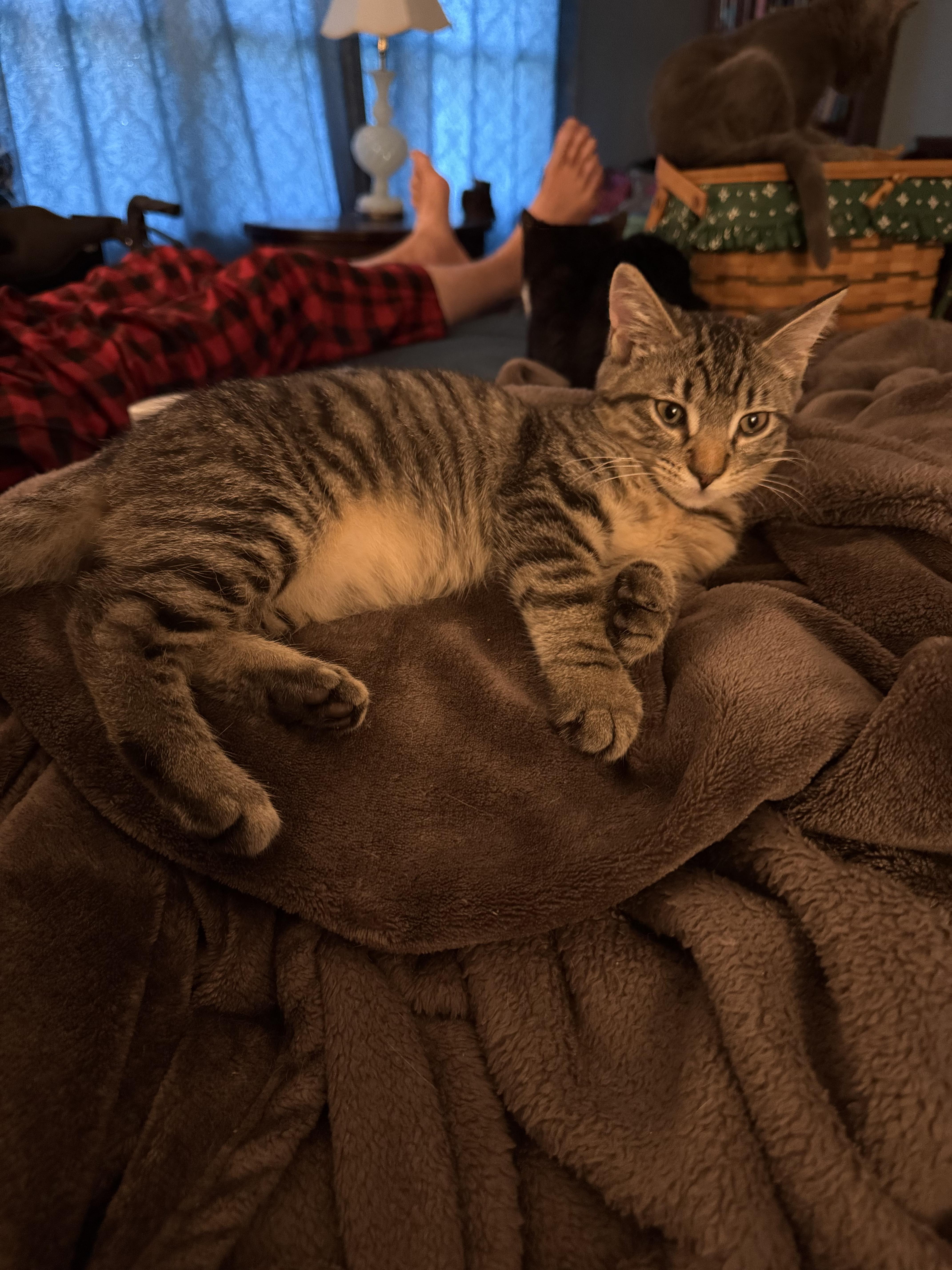 Edgar, ADOPTABLE, Kitten Male Domestic Short Hair.
