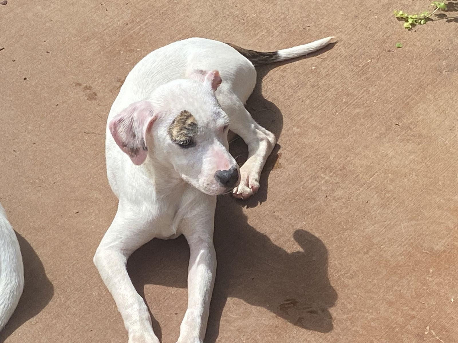 Enlarge Yellow/Luna, a Adoptable Labrador Retriever in Ball Ground, GA image 1/2