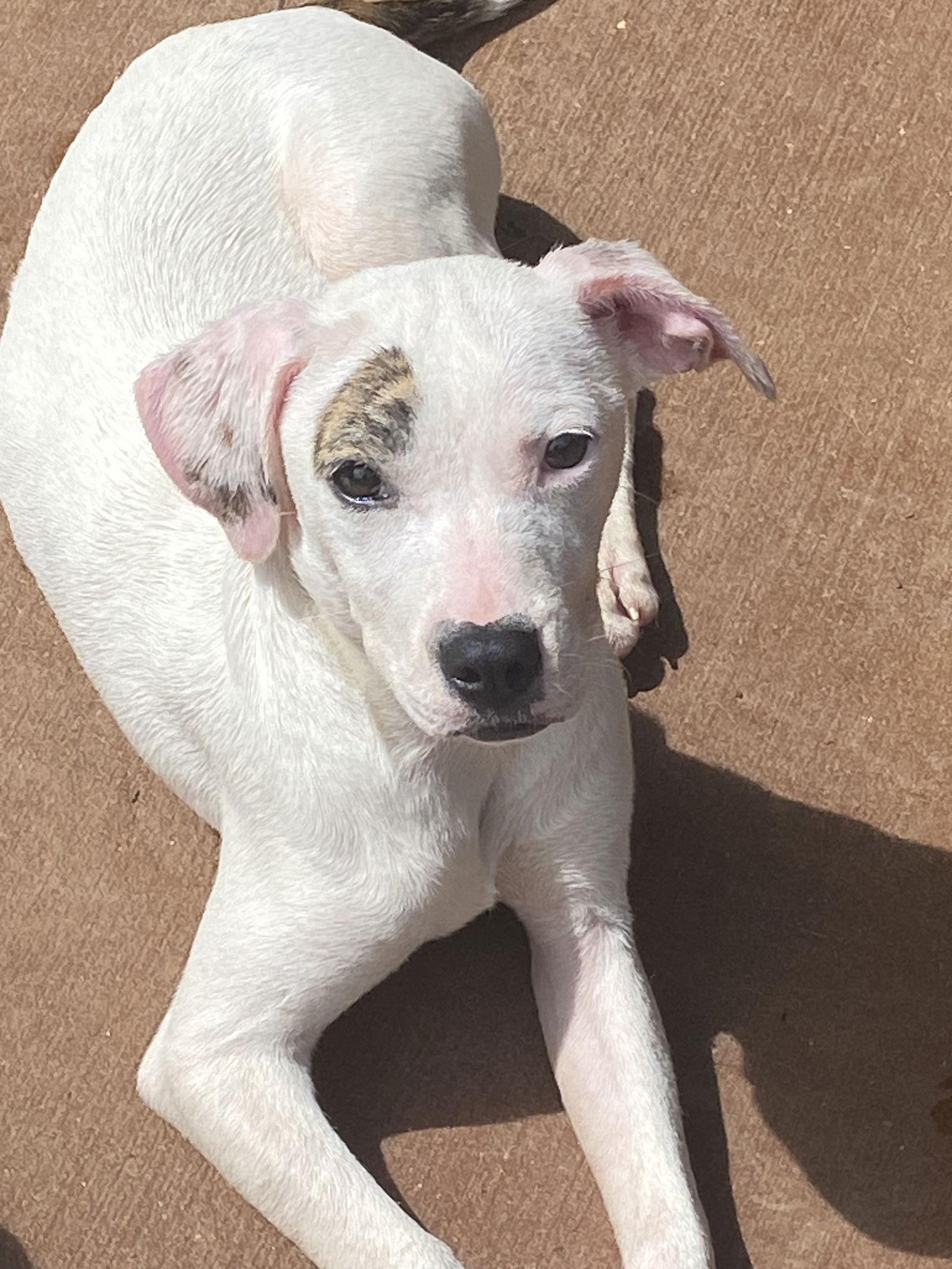 Enlarge Yellow/Luna, a Adoptable Labrador Retriever in Ball Ground, GA image 2/2
