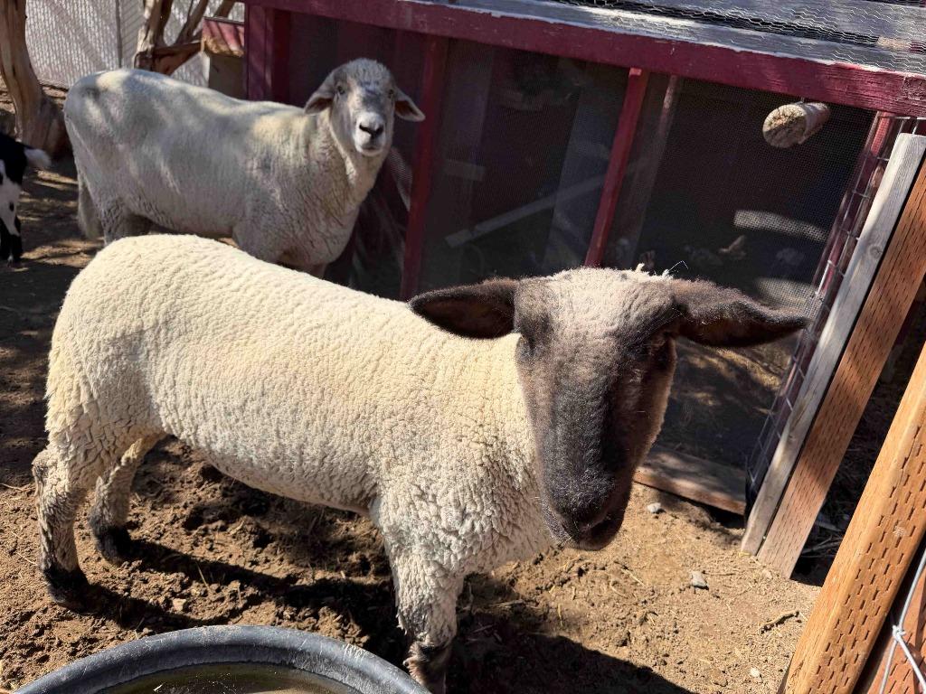 Milo / Otis, Adoptable, Adult Male Sheep.