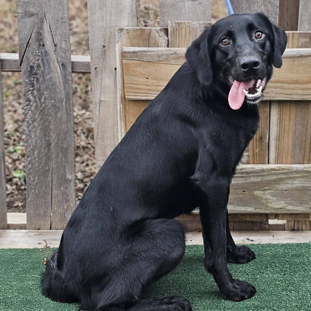 Enlarge Luna, a Adoptable mixed breed in Pulaski, TN image 1/2