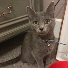 Calypso, ADOPTABLE, Young Female Domestic Short Hair.