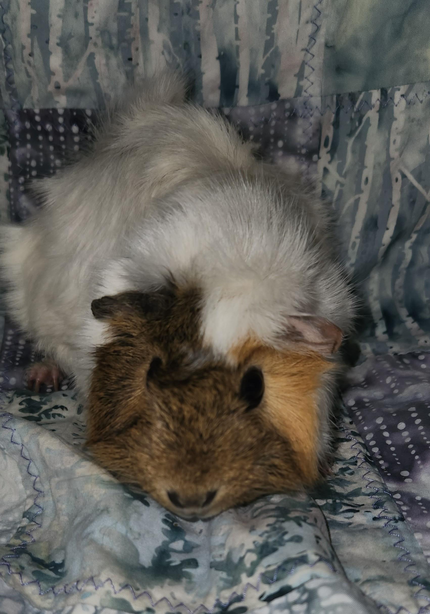 Wyatt, Young Male unknown