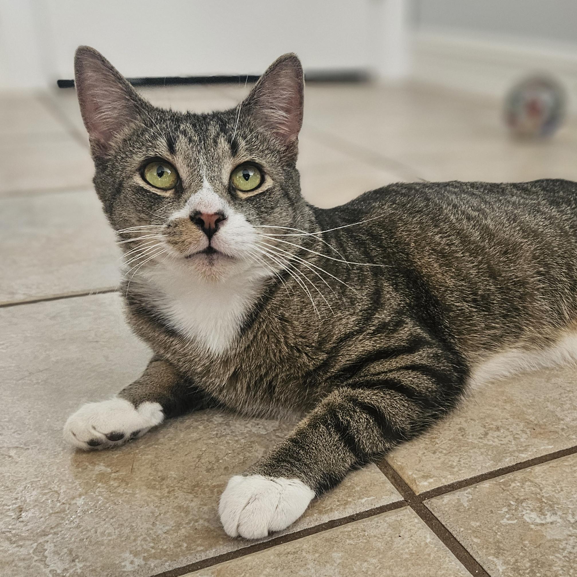 Bugz - Meet me at Benny's Pet Depot, adopted, Young Male Tabby & Domestic Short Hair.