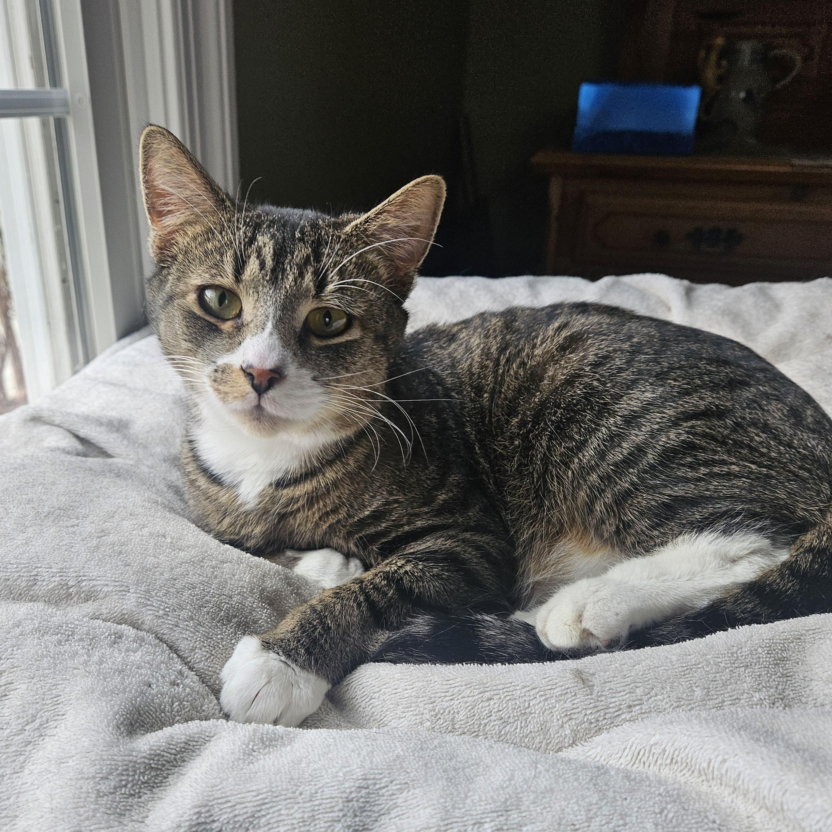 Enlarge Bugz - Meet me at Benny's Pet Depot, an adopted mixed breed in Harrisburg, PA image 2/6