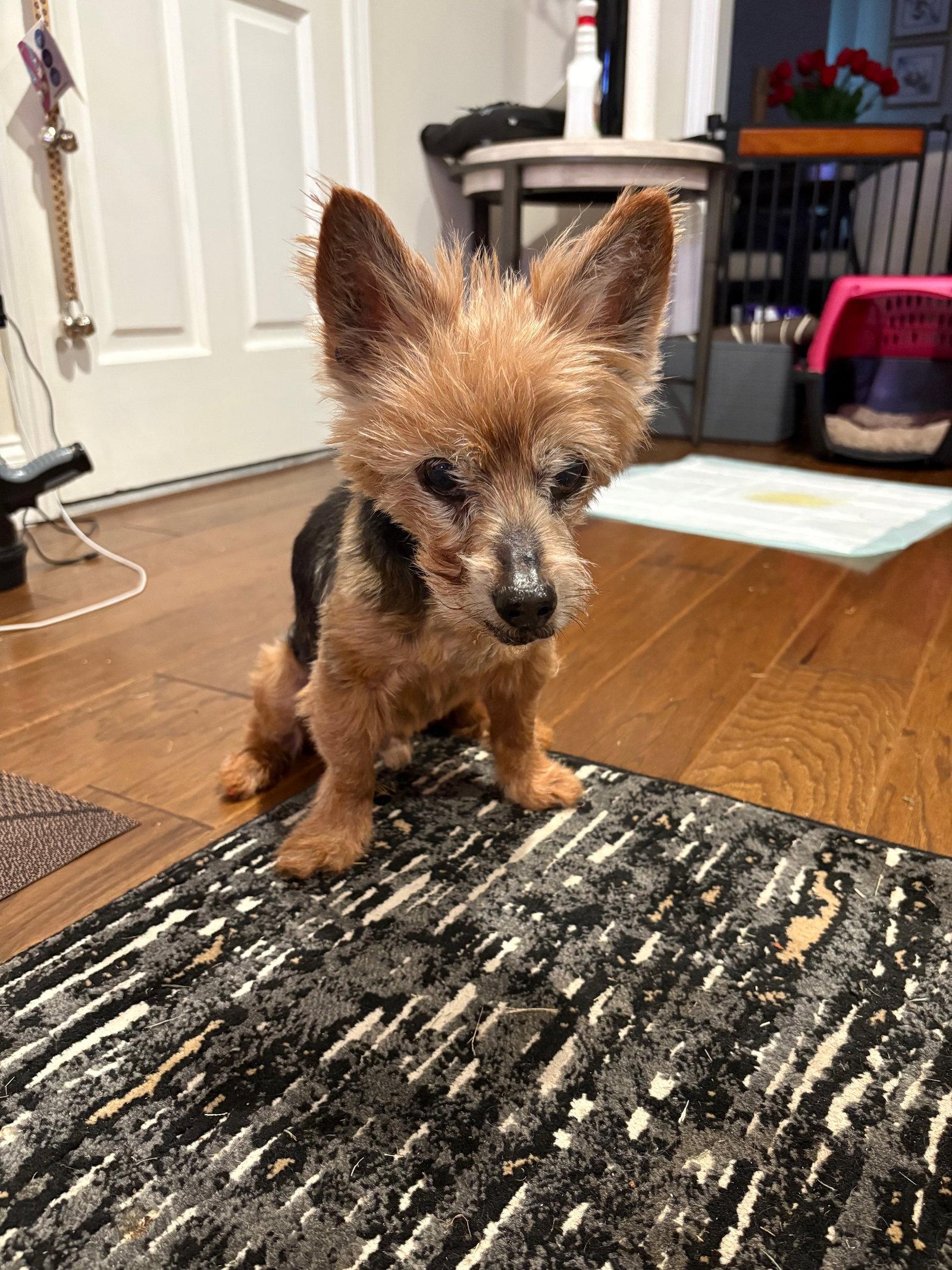 Enlarge Levi Apr 26, a Adoptable Yorkshire Terrier in Pacolet, SC image 1/2