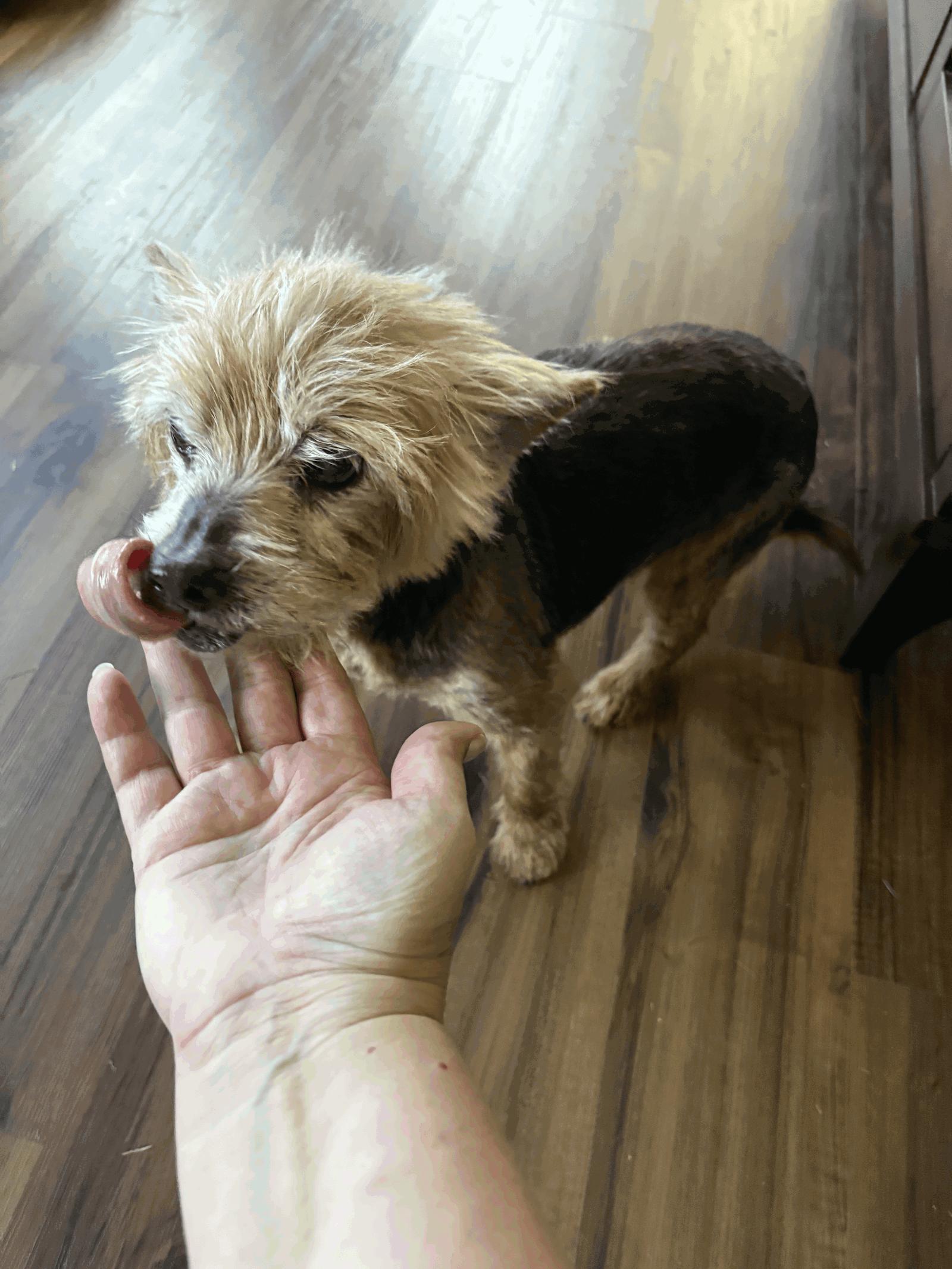 Enlarge Levi Apr 26, a Adoptable Yorkshire Terrier in Pacolet, SC image 2/2