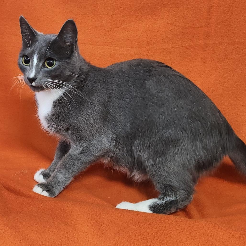 Enlarge Starlink, a Adoptable Domestic Short Hair in Coos Bay, OR image 1/1