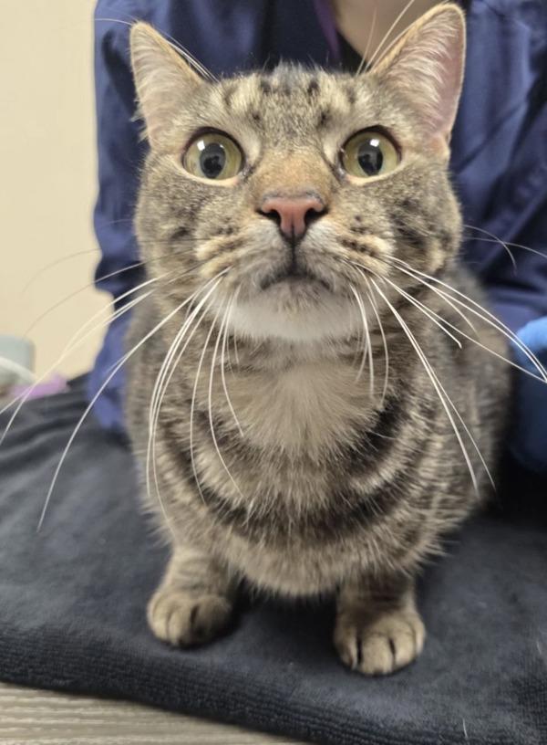 Cordellia, Adoptable, Adult Female Domestic Short Hair.