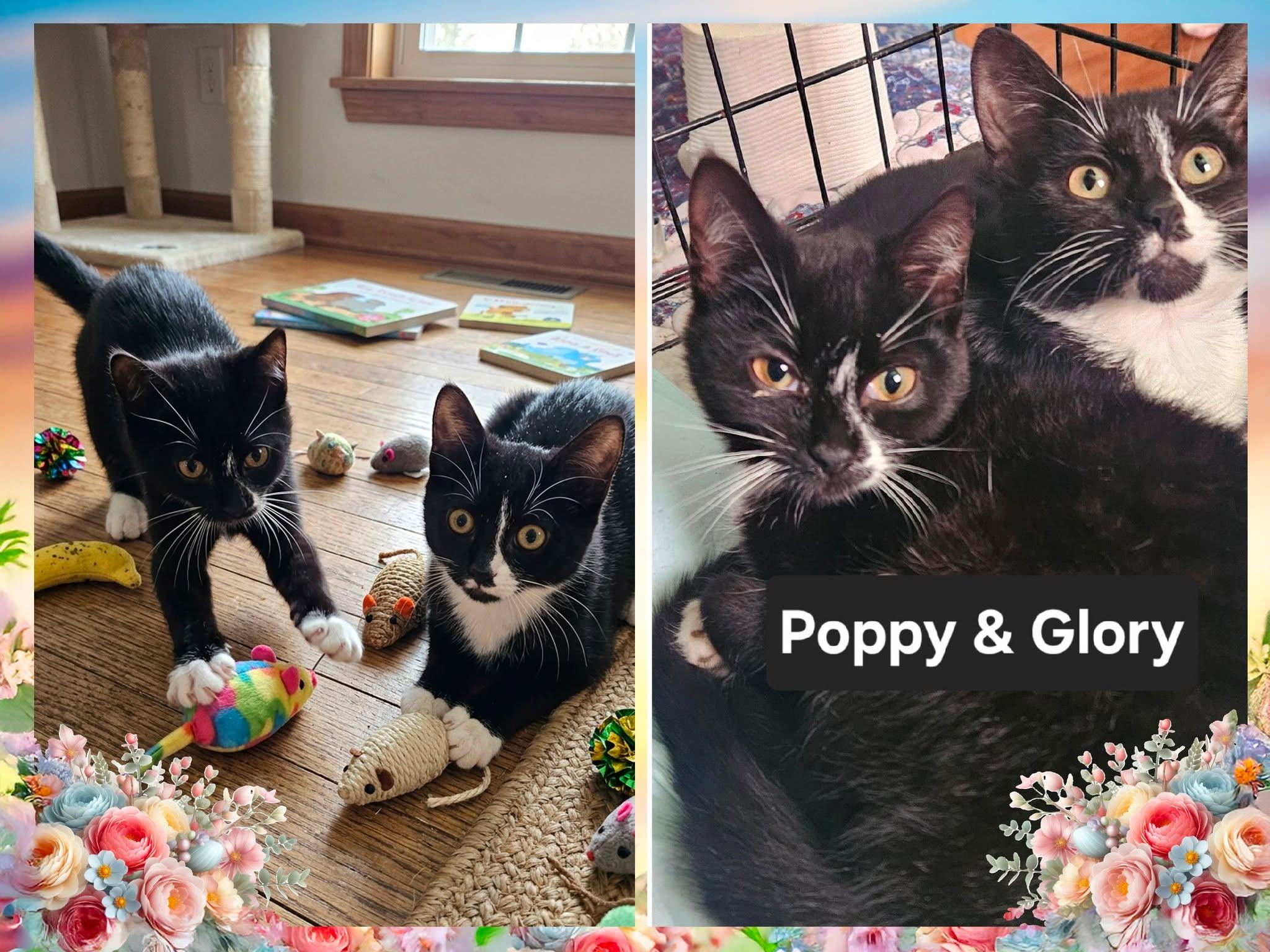 Poppie & Glory, ADOPTABLE, Kitten Female Domestic Short Hair.