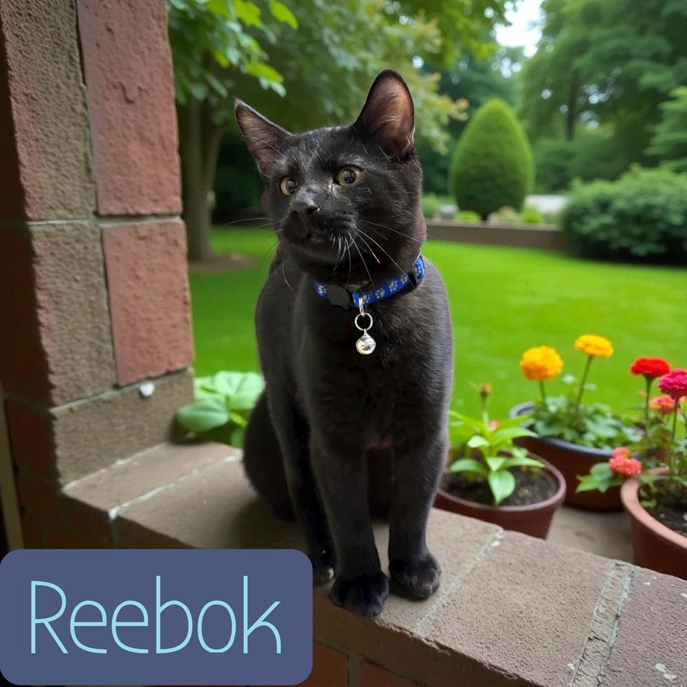 Reebok, a Adoptable mixed breed in Bellevue, NE image 1/6