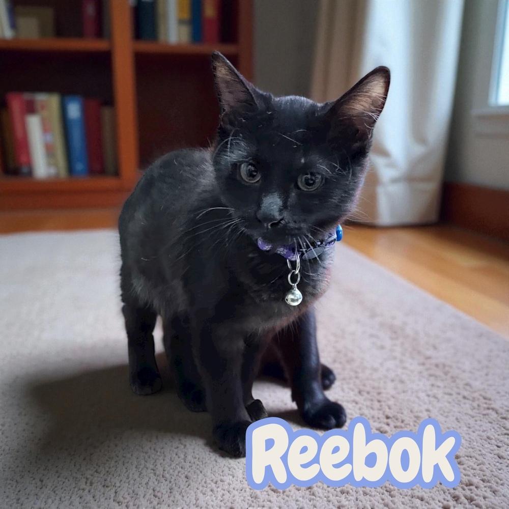 Reebok, a Adoptable mixed breed in Bellevue, NE image 2/6