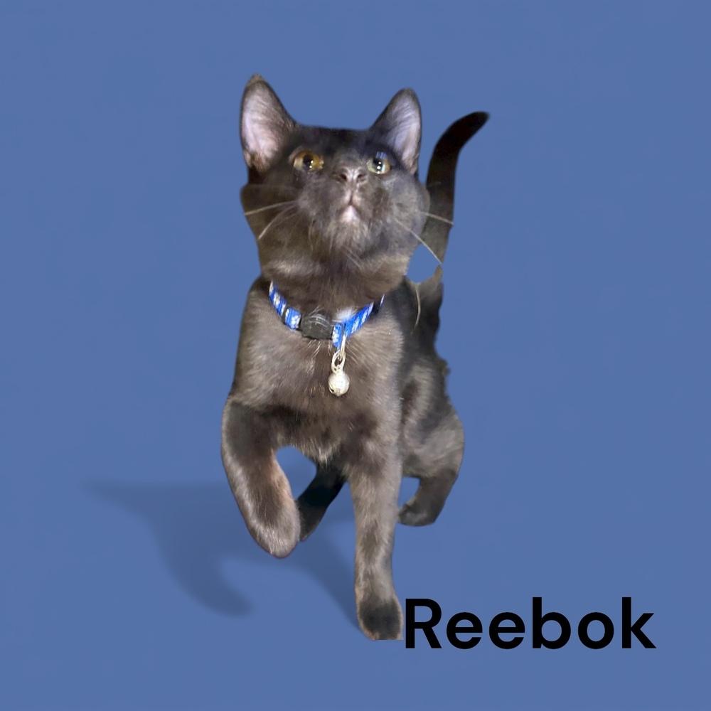 Reebok, a Adoptable mixed breed in Bellevue, NE image 3/6