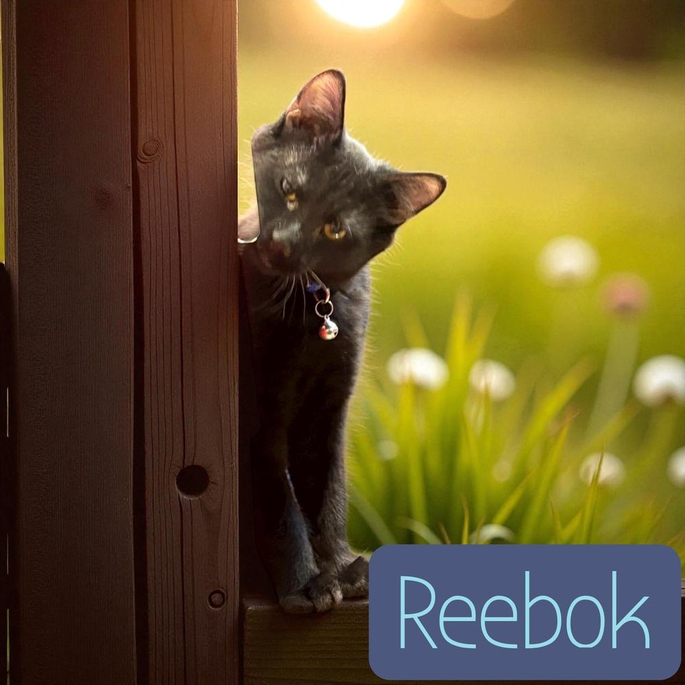 Reebok, a Adoptable mixed breed in Bellevue, NE image 4/6
