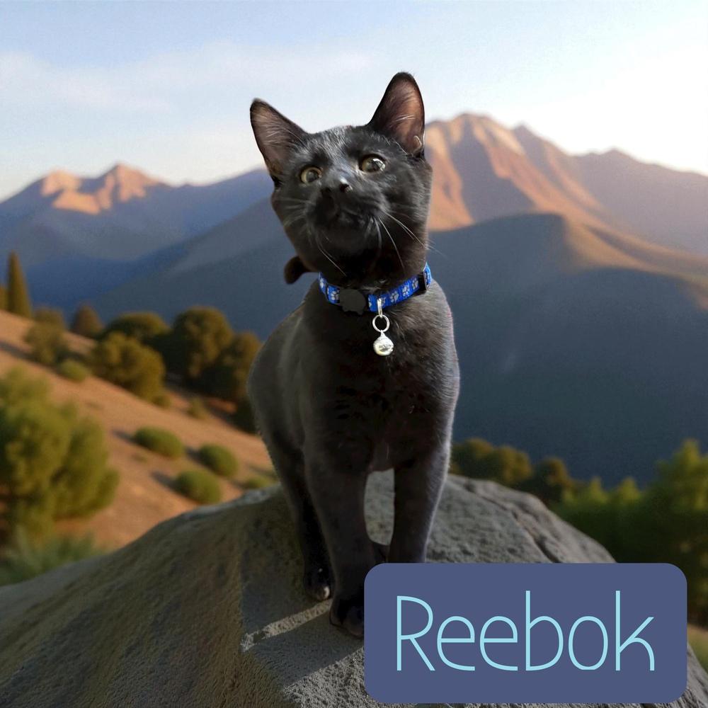 Reebok, a Adoptable mixed breed in Bellevue, NE image 5/6