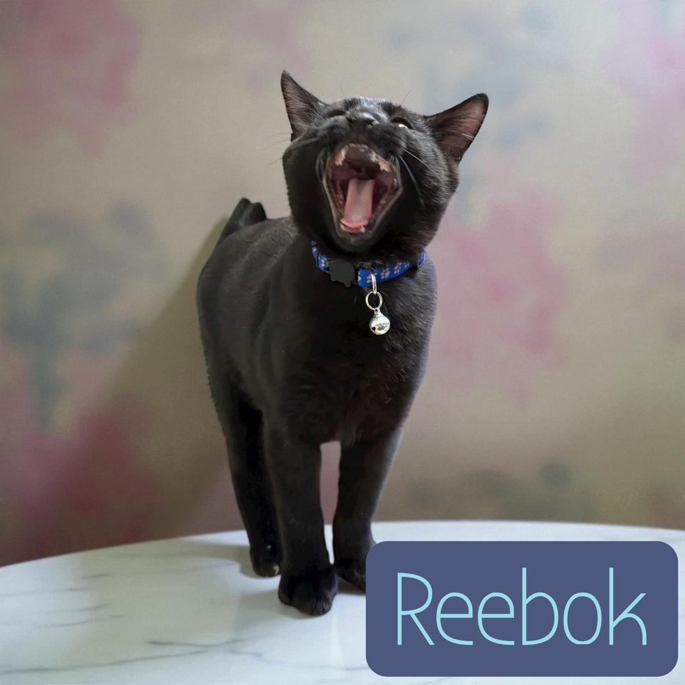 Reebok, a Adoptable mixed breed in Bellevue, NE image 6/6