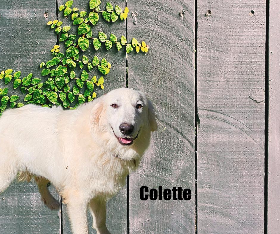 Enlarge Colette, a Adoptable Great Pyrenees in Marshville, NC image 1/5