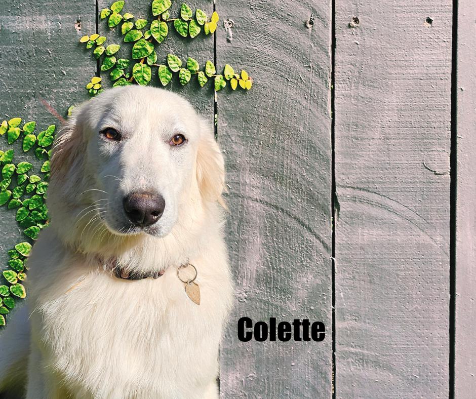Enlarge Colette, a Adoptable Great Pyrenees in Marshville, NC image 2/5