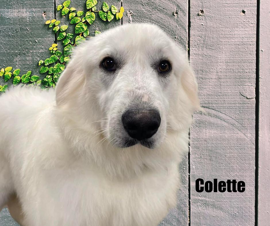 Colette, Adoptable, Young Female Great Pyrenees.